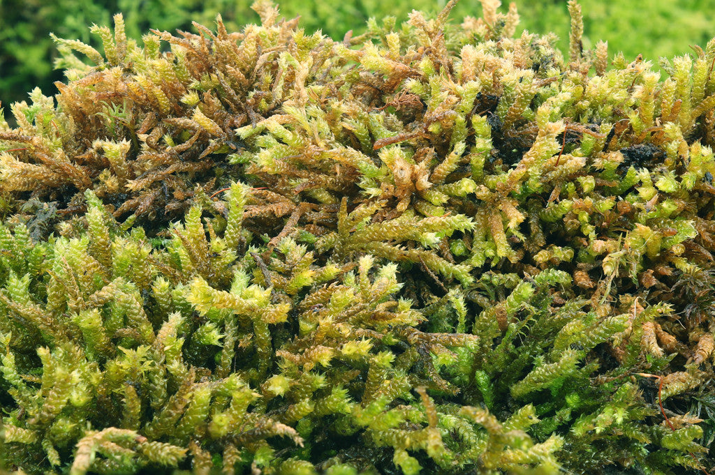 Bryoandersonia illecebra Tray --Shade or Sun -- Lawns, Rock Gardens, Walls -- Also, heat-tolerant!