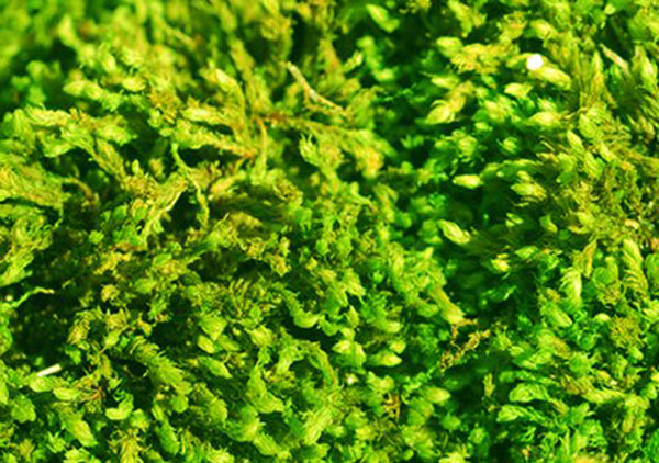 Floral Sheet Moss - Emerald Green Moss - 1.5 Cubic Feet