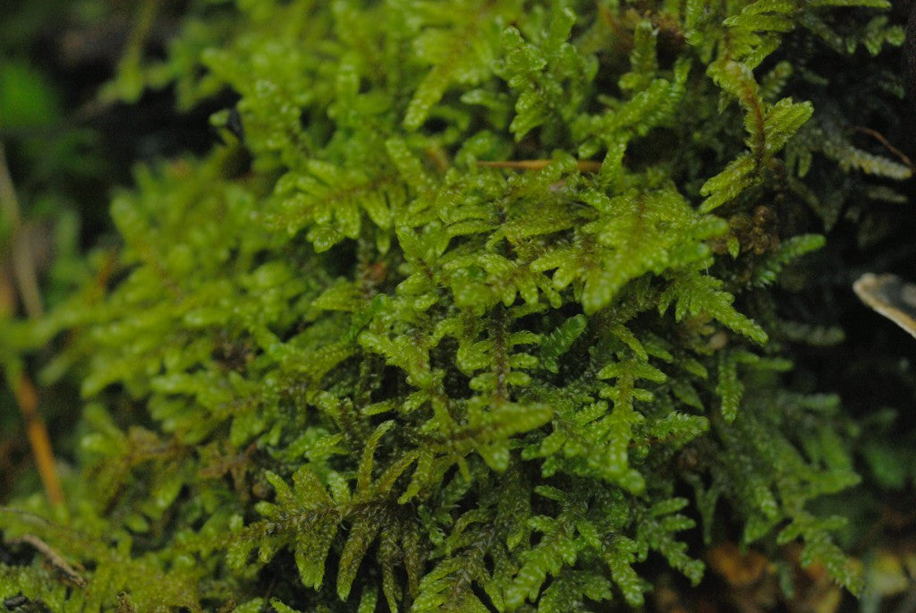 Hypnum imponens Tray -- Shade/Partial Sun         Lawns, Focal Features, Rock Gardens, Paths