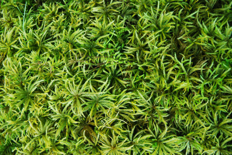 Climacium americanum Tray -- Shade/Part Sun        Moss Lawns, Paths, Features, Rock Gardens    Hardy to foot traffic --                        Solution for stormwater runoff -- soggy areas