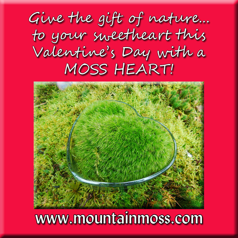 Valentine's Day Dicranum Heart -- Back in Stock Just in Time!