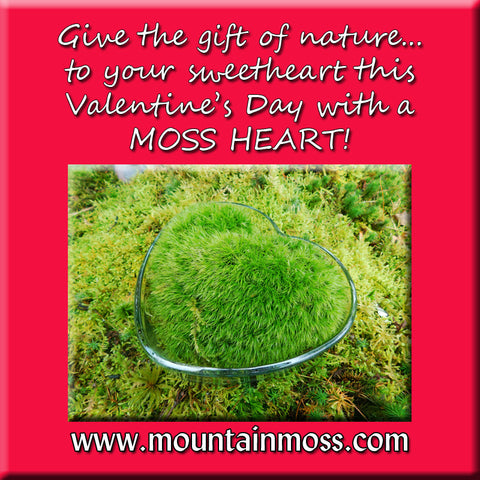 Valentine's Day Dicranum Heart -- Back in Stock Just in Time!