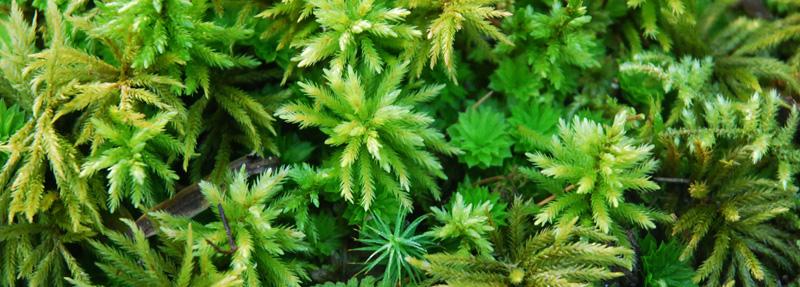 Want to Learn About Moss?