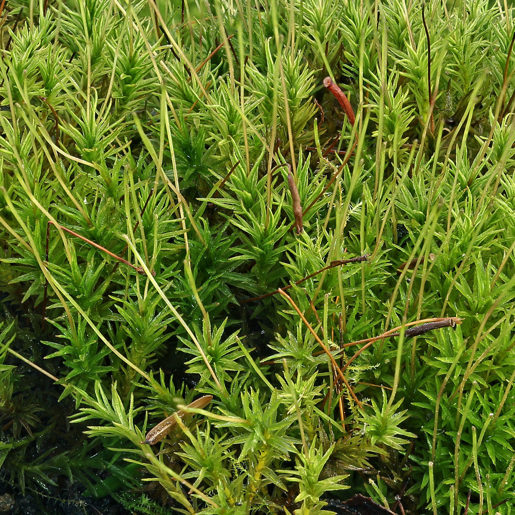 Rock Cap Moss - Dicranum scoparium (Mood Moss) – Moss Acres