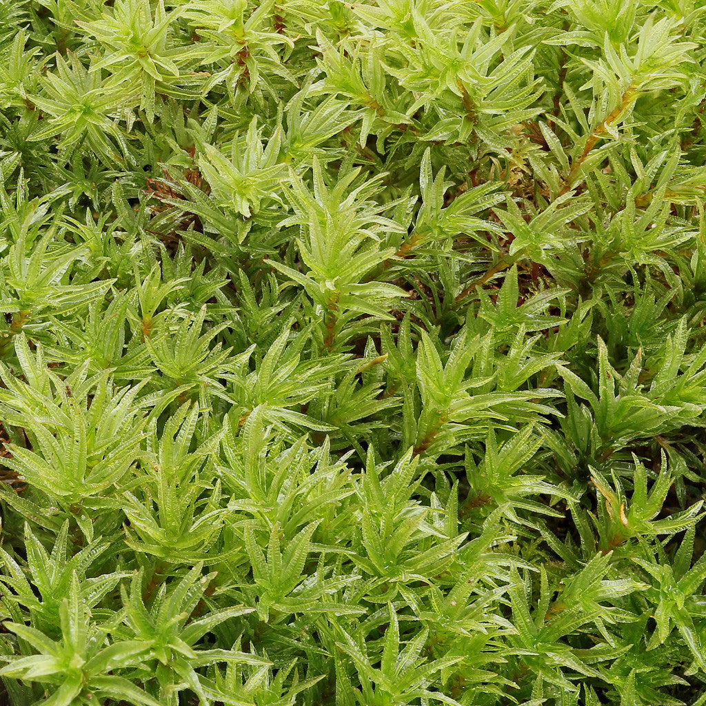 Rock Cap Moss - Dicranum scoparium (Mood Moss) – Moss Acres