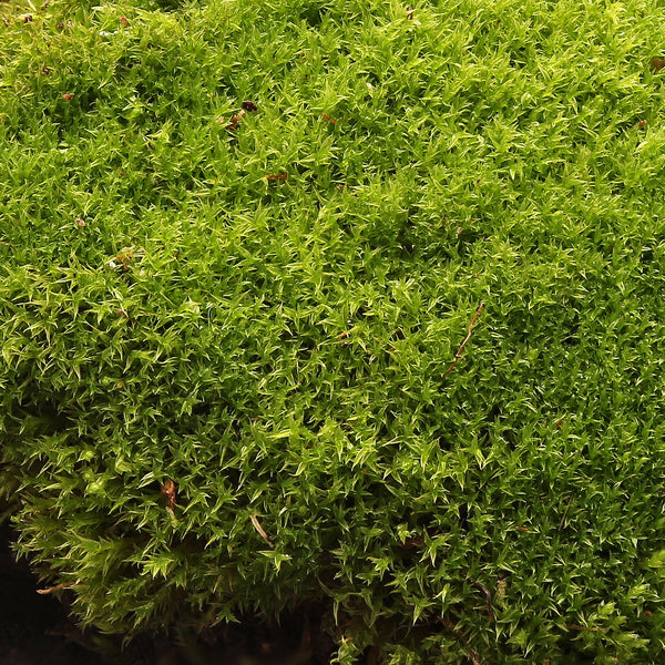 Ceratodon purpureus Tray -- Sun --           Rock walls, patios, moss features... and Bonsai!