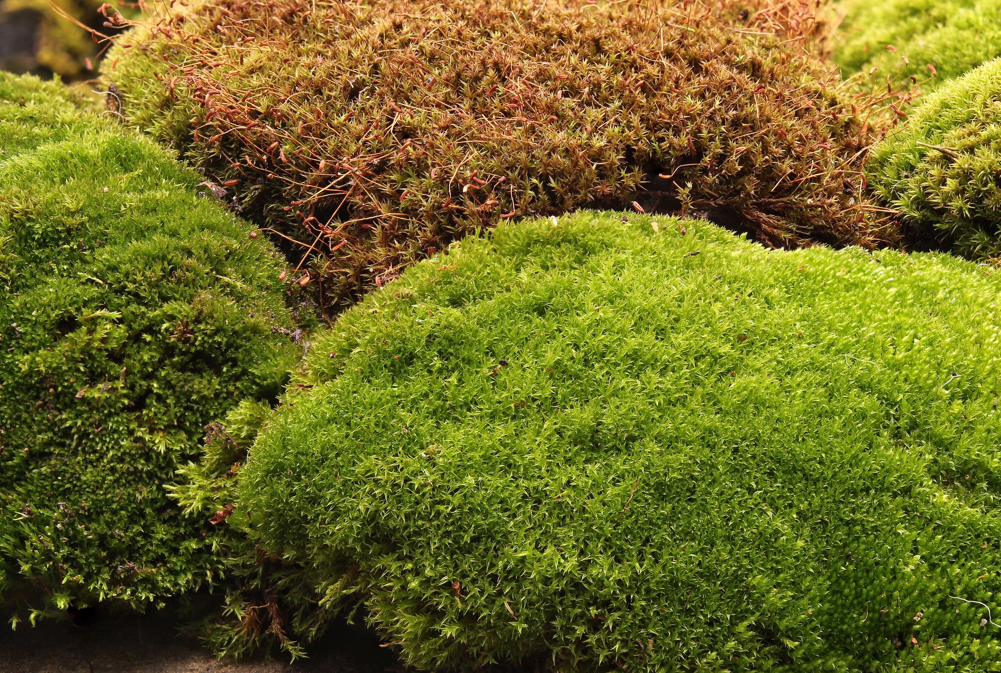 Live Mood Moss, 1 Square Foot, Great for Terrariums