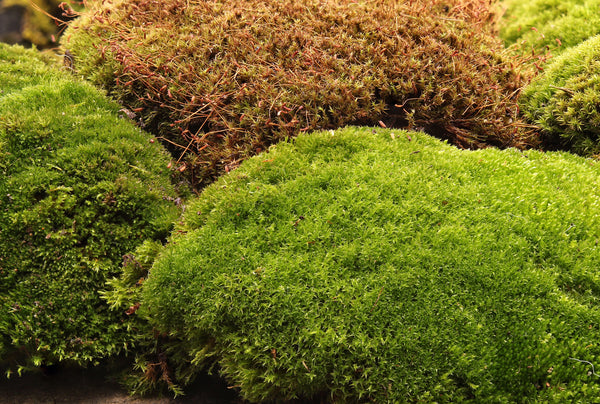 Ceratodon purpureus Tray -- Sun --           Rock walls, patios, moss features... and Bonsai!