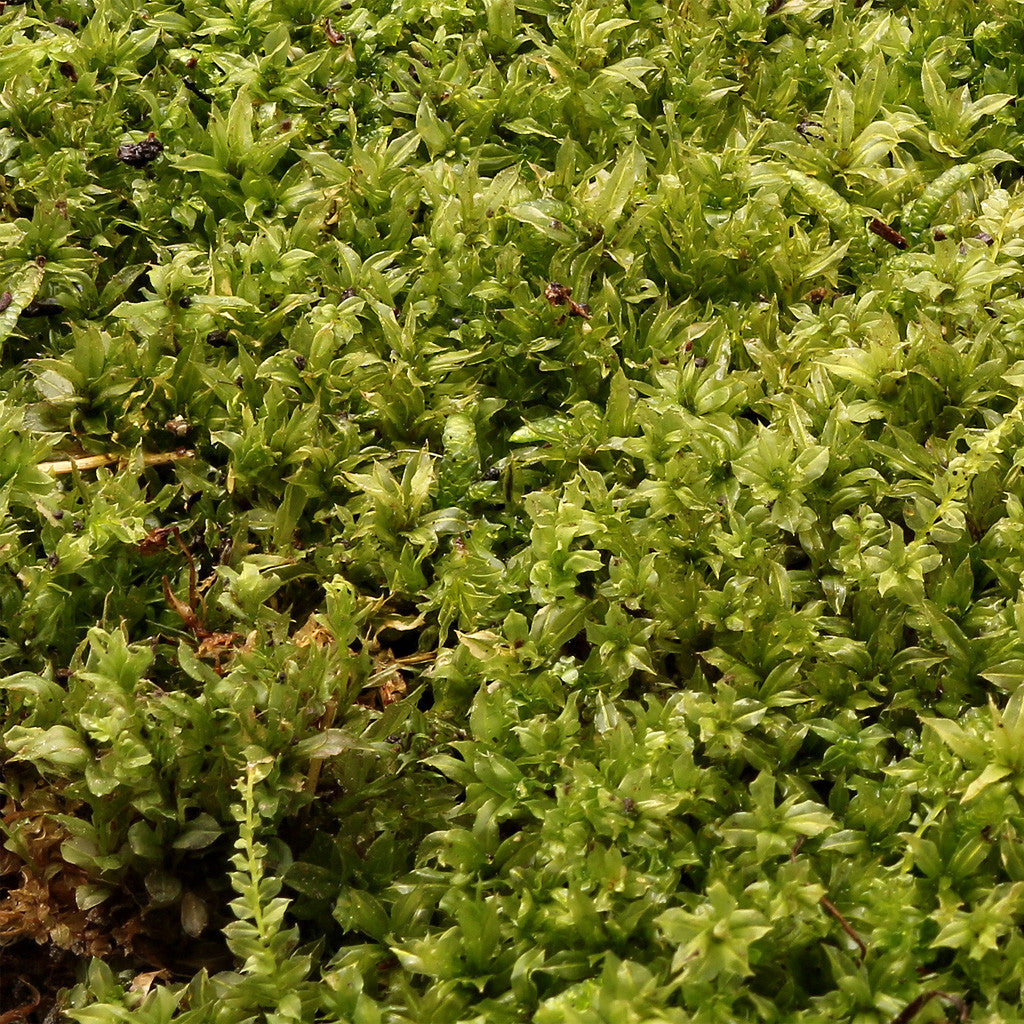 Rock Cap Moss - Dicranum scoparium (Mood Moss) – Moss Acres