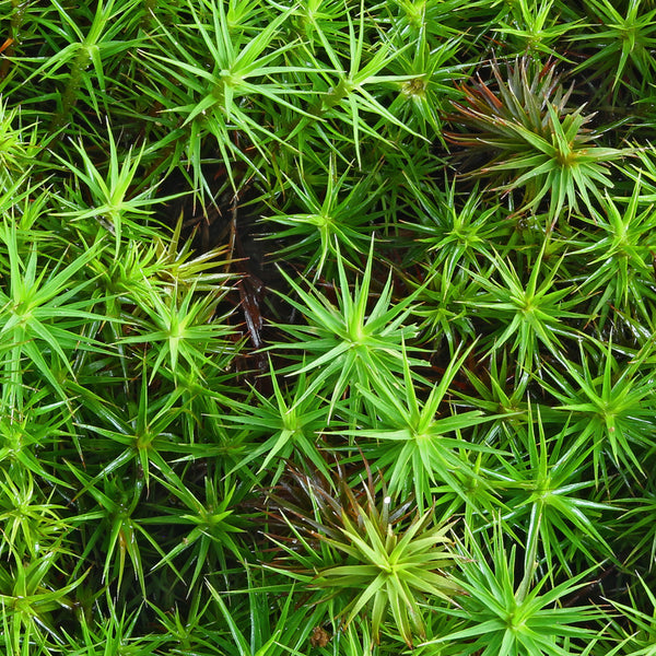 Polytrichum commune Tray -- Shade or Sun -- Hillside Erosion Control, Focal Features, Rock Gardens -- Contact Mossin' Annie about Special Order
