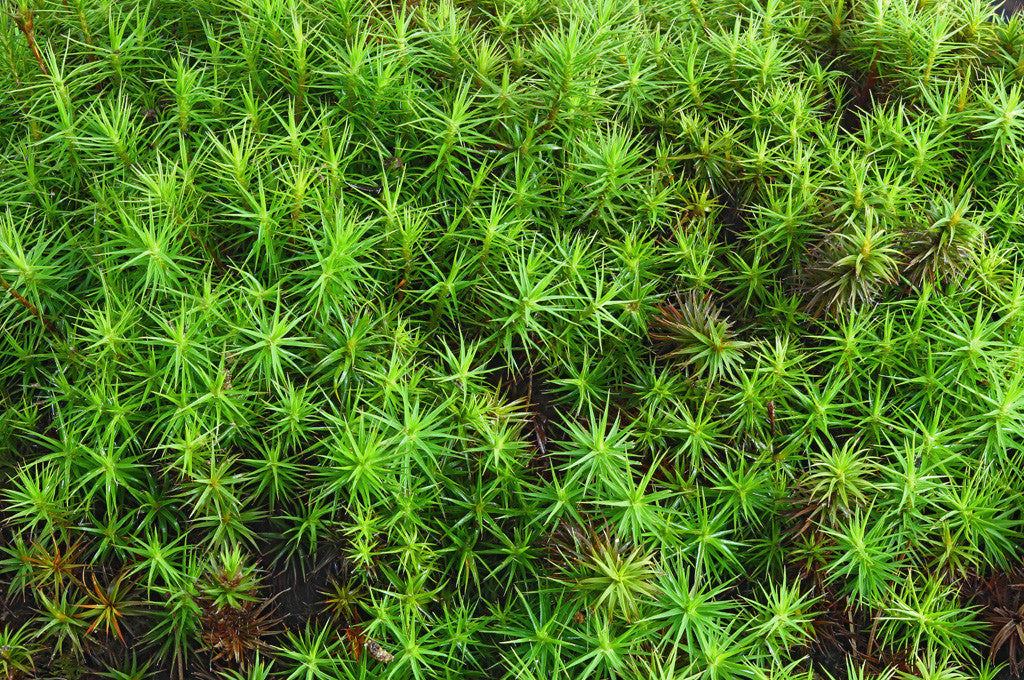 Polytrichum commune Tray -- Shade or Sun -- Hillside Erosion Control, Focal Features, Rock Gardens -- Contact Mossin' Annie about Special Order