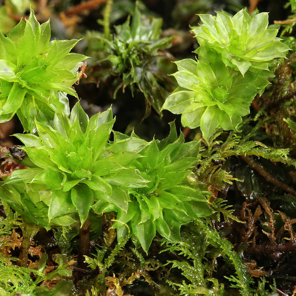Rhodobryum ontariense MIX Tray -- Shade -- Exclusive! Waterfalls, Focal Features -- RARE species -- Check Back Later