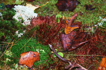 Atrichum angustatum Tray -- Shade and Sun -- Out of Stock -- Check back later