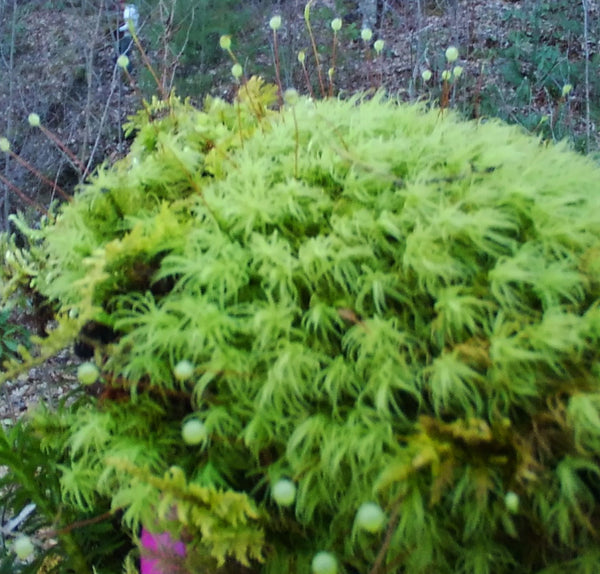 Bartramia pomiformis Tray -- Shade