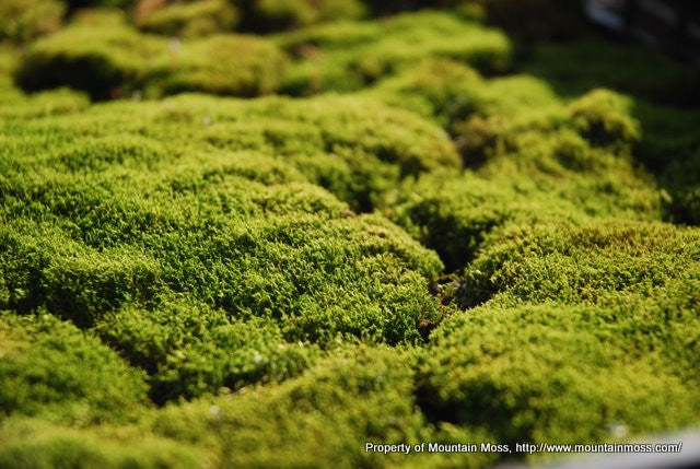 Live Mood Moss, 1 Square Foot, Great for Terrariums