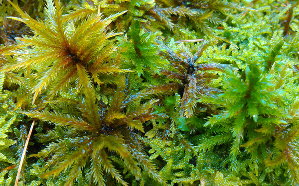 Climacium americanum Tray -- Shade/Partial Sun        Moss Lawns, Paths, Features, Rock Gardens    Hardy to foot traffic --                        Solution for stormwater runoff -- soggy areas