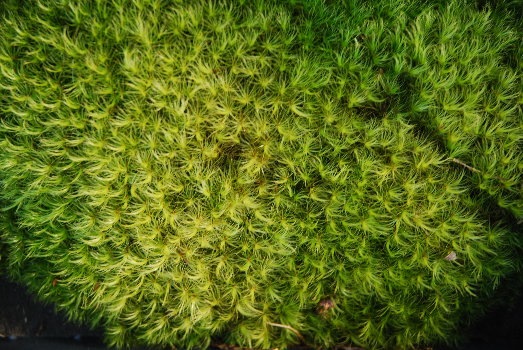 Dicranum (Pillow Moss), Living