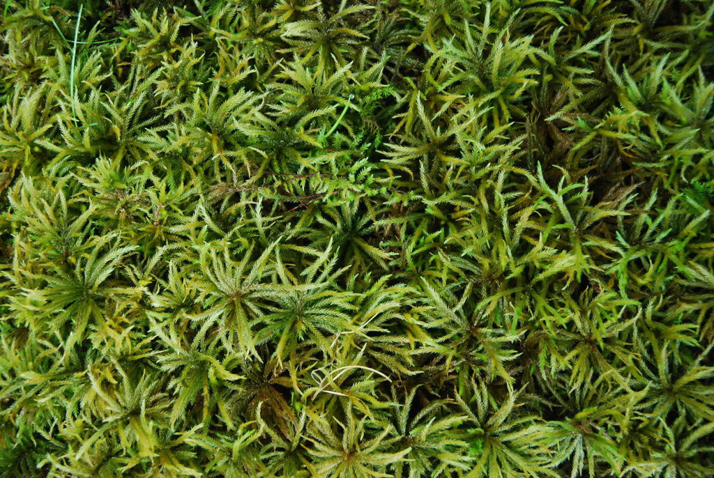 Climacium americanum Mat -- Shade/Part Sun       Moss Lawns, Paths, Focal Features -- Erosion Control