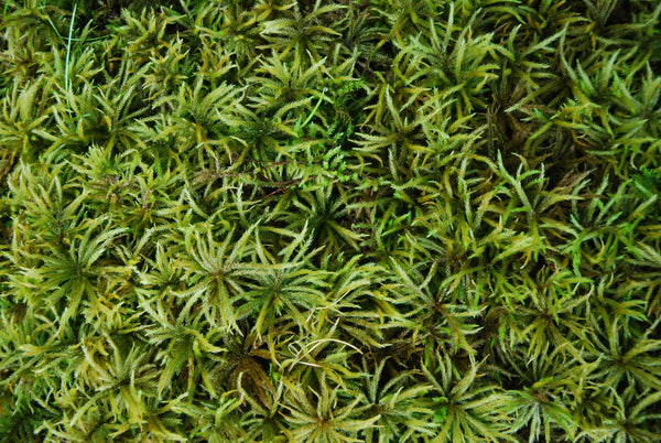 Climacium americanum Mat -- Shade/Part Sun       Moss Lawns, Paths, Focal Features -- Erosion Control