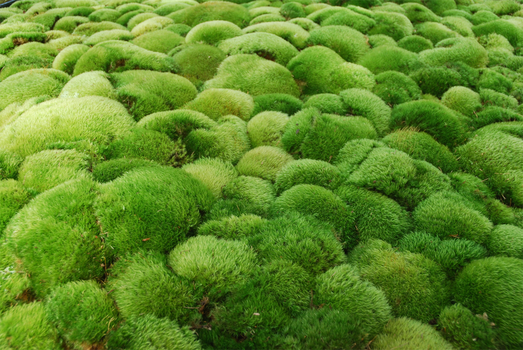 Dicranum scoparium Tray -- Shade -- Heat Tolerant -- Lawns