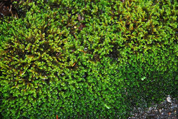 Hedwigia ciliata Tray -- Shade or Sun --                     Rock Walls, Gravel Paths, Patios, Roofs, Rock Gardens. Waterfalls