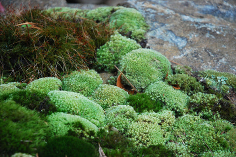 Leucobryum Tray -- Shade or Sun --           Lawns, Focal Features, Paths, Rock Gardens