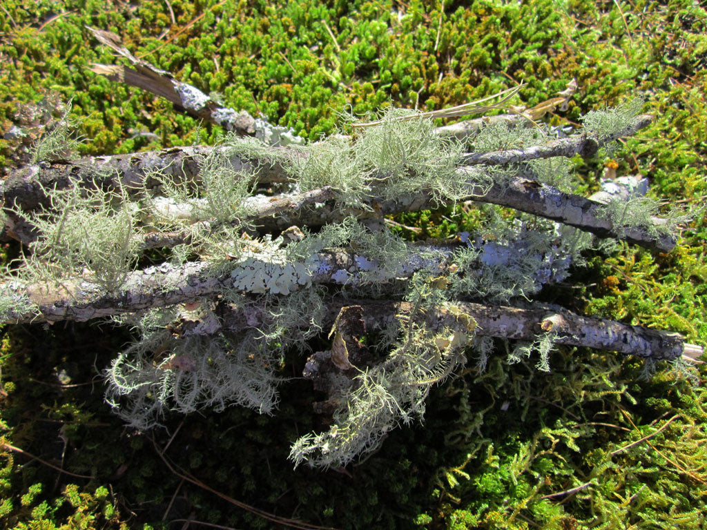 Bundle of Lichen Branches