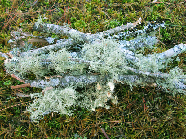 Bundle of Lichen Branches