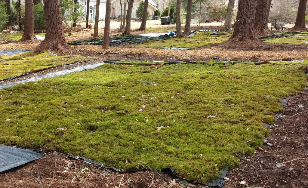 Live Moss Mats for Sun or Shade