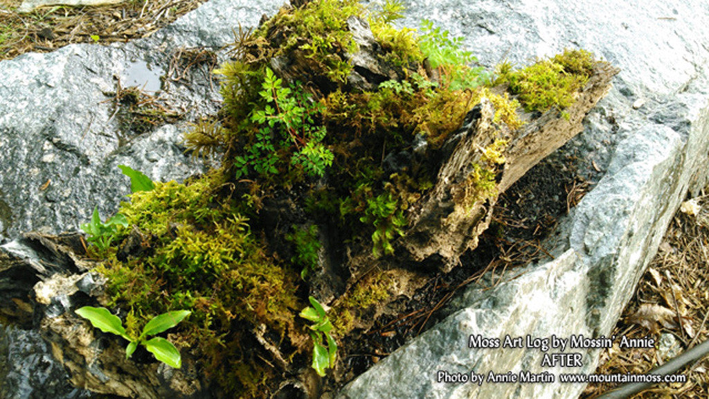 Live Moss Sampler, 8 Varieties of Terrarium Moss 