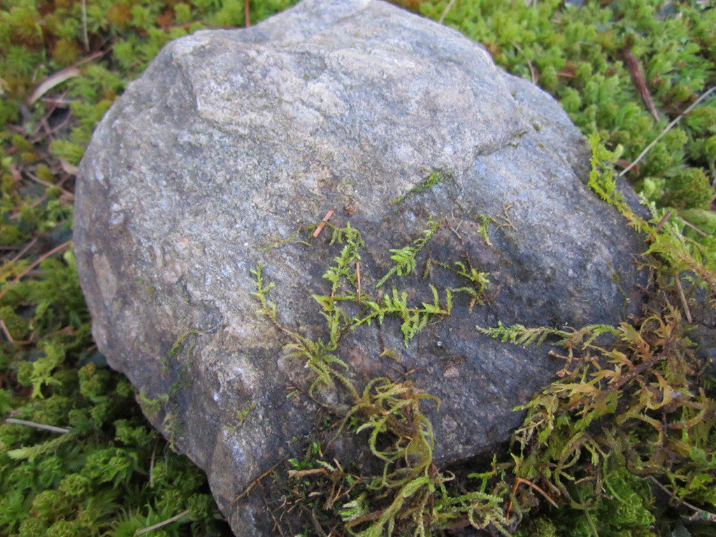 Moss Lichen Rocks Lichens On Rocks