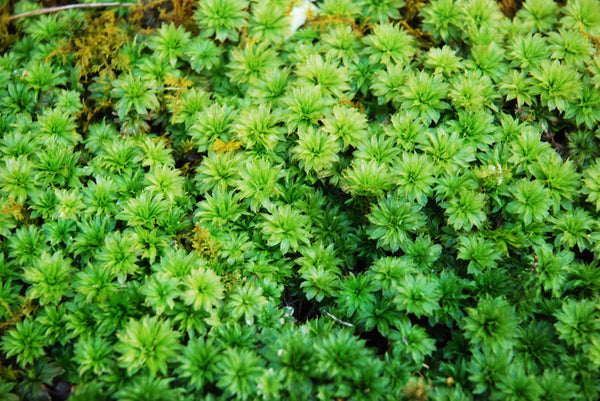Rhodobryum ontariense MIX Tray -- Shade -- Exclusive! Waterfalls, Focal Features -- RARE species -- Check Back Later