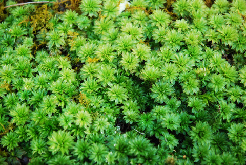 Rhodobryum ontariense MIX Tray -- Shade -- Exclusive! Waterfalls, Focal Features OUT OF STOCK
