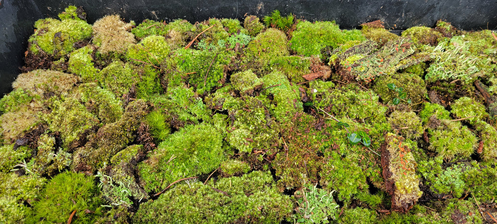 NEW Leucobryum "Babies" Tray -- Shade or Sun --          Border edging, Fairy Gardens, Bonsai OUT OF STOCK -- Check back later