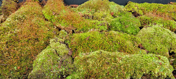 Leucobryum DELUXE Tray -- Shade or Sun --           Focal Features --