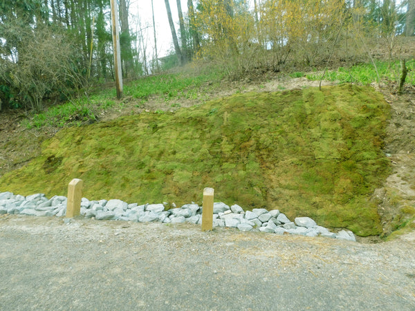 Moss for Erosion Control