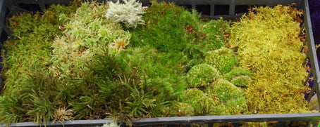 Mixed Species Tray -- SHADE -- Lawns, Features, Rock Gardens