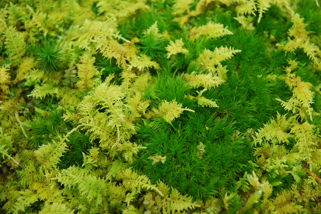 Rock Moss 1 Square Foot Of Fresh Live Rock Moss, Great For Terrariums!
