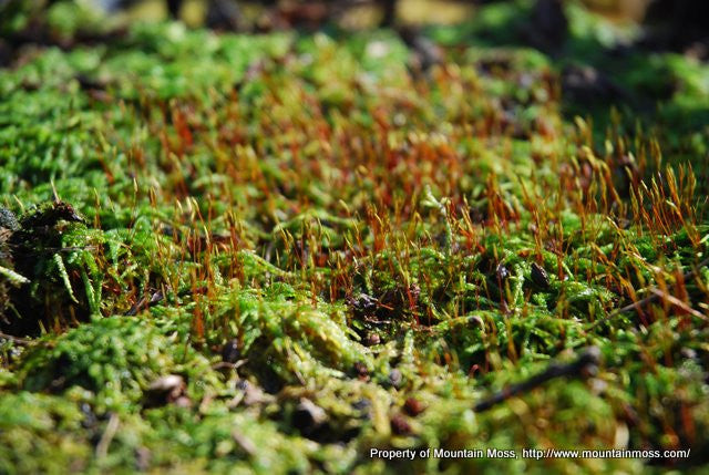 Bulk Sheet Moss - Hypnum imponens – Moss Acres