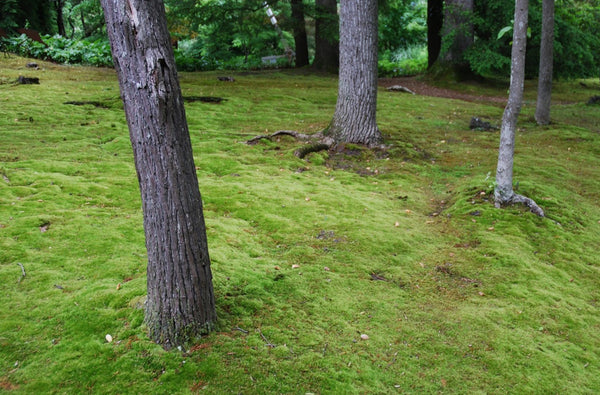 Hypnum imponens Mat -- Shade/Partial Sun -- Moss Lawns