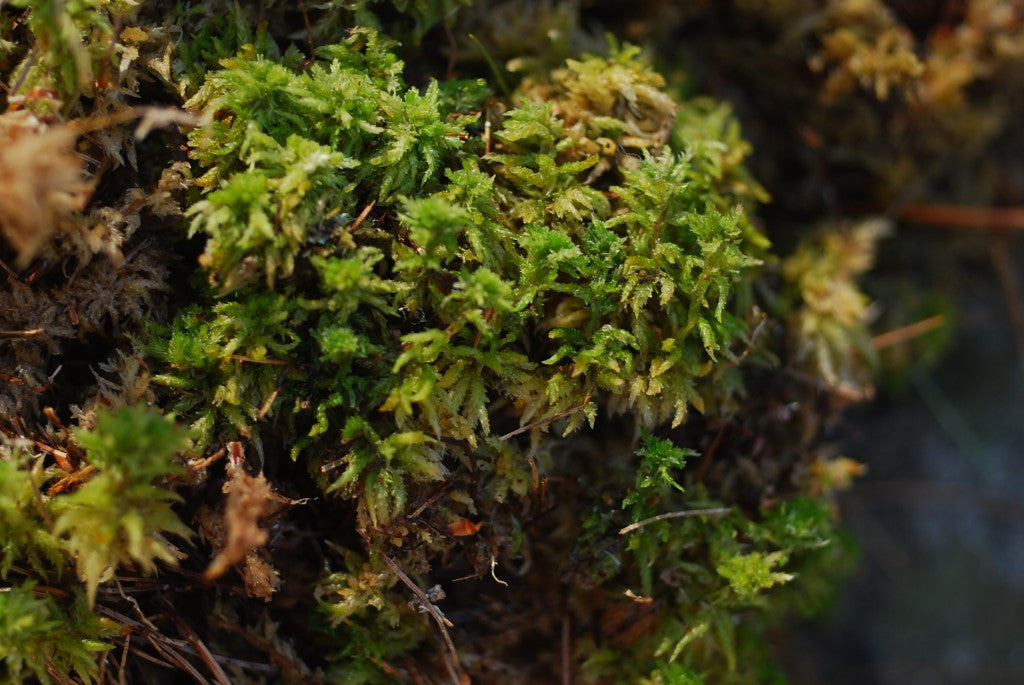 Sphagnum Moss Fisheye View - Peak District