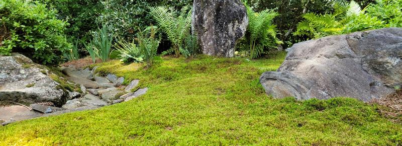 Professional Moss Landscaping Expertise